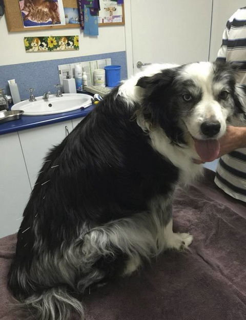 Chirotechnic - e-Seniors 0