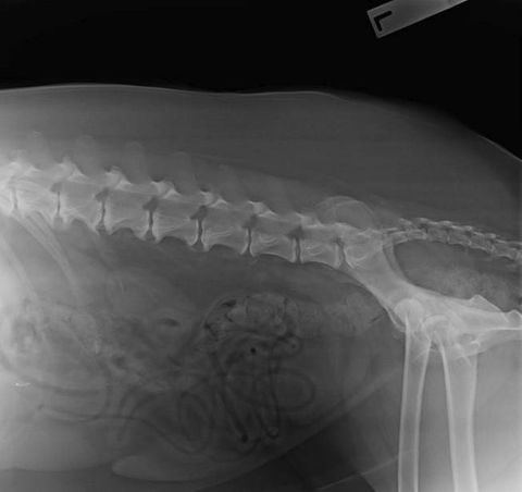 Chirotechnic - e-Seniors 1