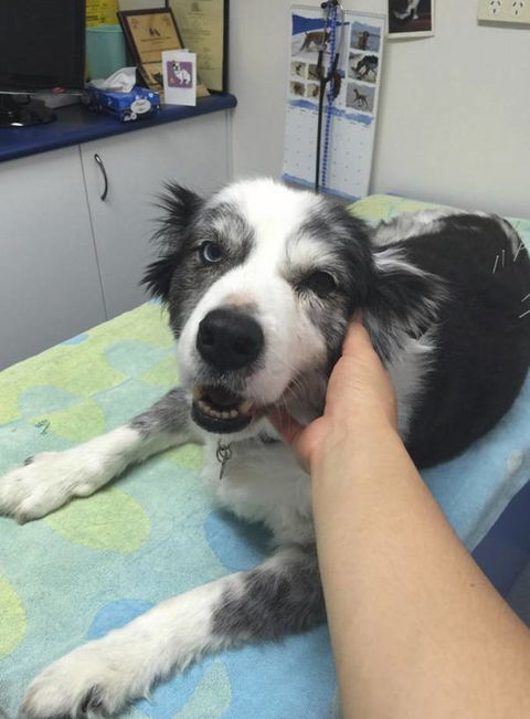 Chirotechnic - e-Seniors 2