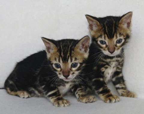 Chirotechnic - e-Seniors 3