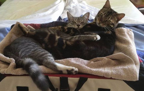 Chirotechnic - e-Seniors 4