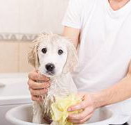 All Pet Stop - e-Seniors