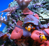 Tropical Marine Centre - e-Seniors