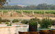 Delicado Foods & Wines - thumb 11