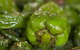 Tapas Tapas Bodega - thumb 7