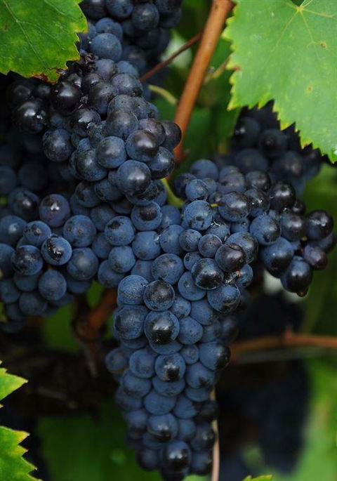 Lunch Craft - e-Seniors 12