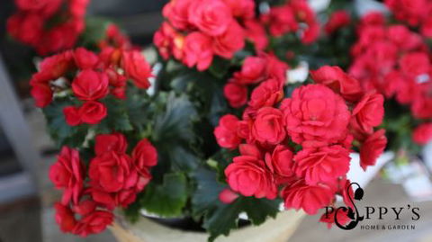 Poppy’s Home & Garden Centre - e-Seniors 0