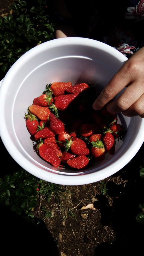 Sorell Fruit Farm - e-Seniors 1