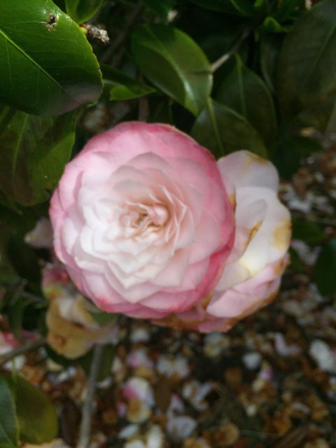 Villarett Gardens - e-Seniors 5