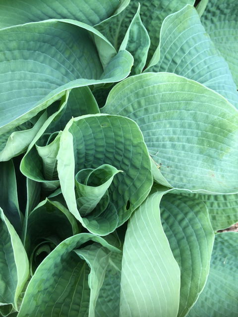 Villarett Gardens - e-Seniors 6