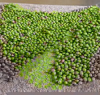 Wattle Hill Olives - e-Seniors