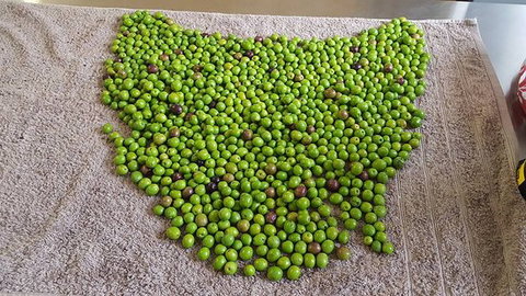 Wattle Hill Olives - e-Seniors 0