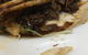 High Wycombe Tavern - thumb 10