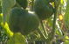 Lemongrass - thumb 3