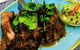 Krung Thep THAI RESTAURANT - thumb 6