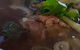 Pho South Saigon - thumb 3