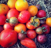 The Seasonal Garden Cafe - e-Seniors