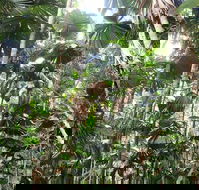 Spirits of Daintree - e-Seniors