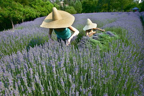 Lavandula Swiss Italian Farm - e-Seniors 0