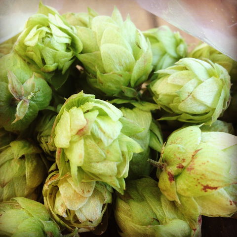 HopDog BeerWorks - e-Seniors 2