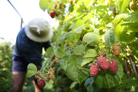 Springwood Farm Berries - e-Seniors 0
