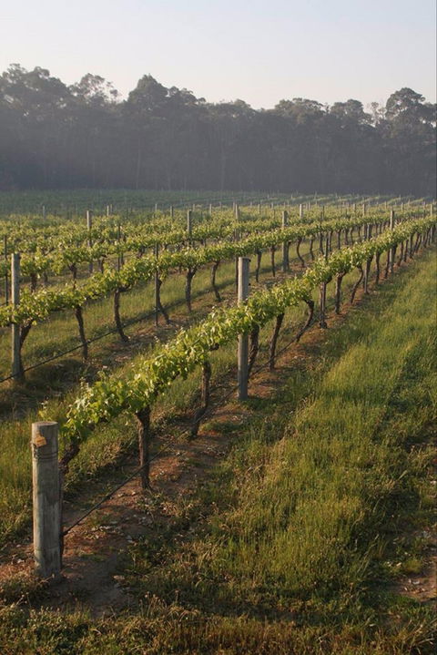Cape Grace Wines - e-Seniors 0