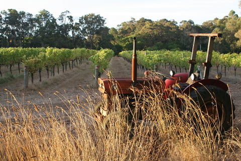Cape Grace Wines - e-Seniors 2