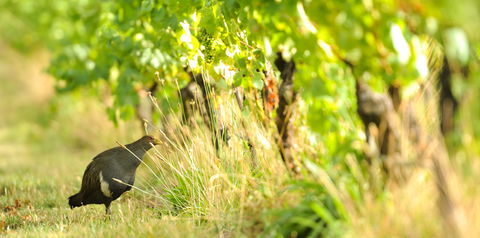 Stoney Rise Wine Company - e-Seniors 2