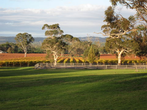 Top Note Vineyard - e-Seniors 1