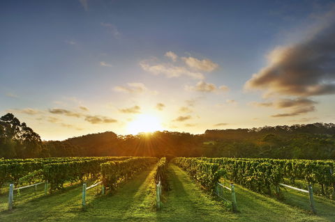 Singlefile Wines - e-Seniors 1