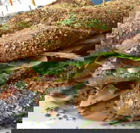 Bean Out - e-Seniors