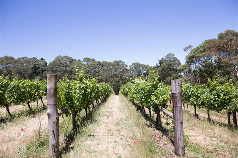 Mount Macedon Winery - e-Seniors 1