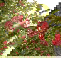 Staples Apples - e-Seniors