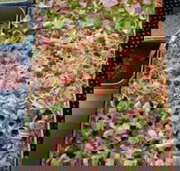 Spudbar - South Melbourne - e-Seniors