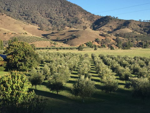 The Pressing Shed Cafe & Restaurant At Nullamunjie Olive Groves - e-Seniors 2