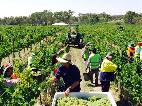 Grosset Wines - e-Seniors 1