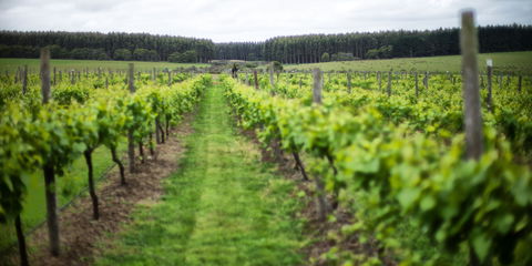 Suffoir Winery, Brewery And Cidery - e-Seniors 0