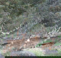 Hahndorf Venison - e-Seniors