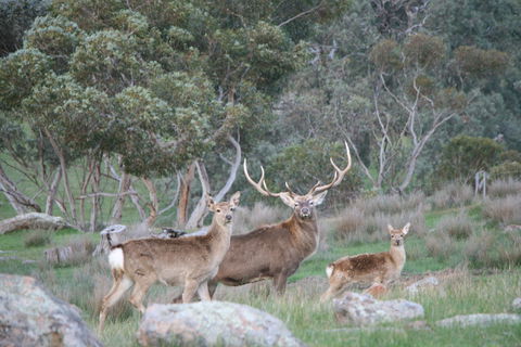 Hahndorf Venison - e-Seniors 0