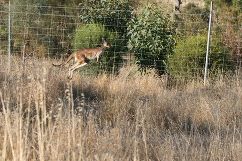Hahndorf Venison - e-Seniors 2