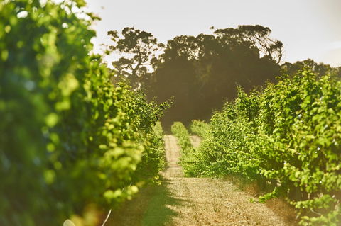Cape Mentelle Vineyards - e-Seniors 2