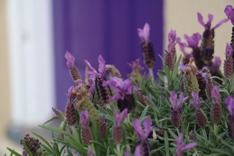 The Purple Door On Seaview - e-Seniors 0
