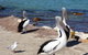 Elanora Tranquility At Emu Bay - thumb 17