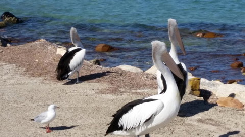 Elanora Tranquility At Emu Bay - e-Seniors 17