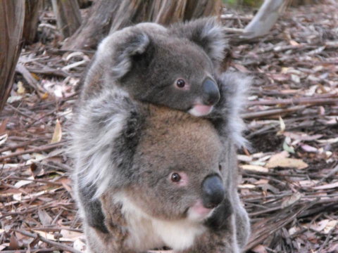 Western KI Caravan Park & Wildlife Reserve - e-Seniors 34