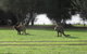 Western KI Caravan Park & Wildlife Reserve - thumb 40