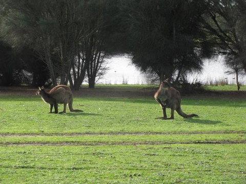 Western KI Caravan Park & Wildlife Reserve - e-Seniors 40
