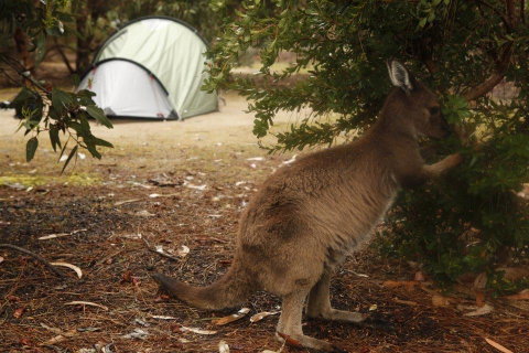 Western KI Caravan Park & Wildlife Reserve - e-Seniors 35