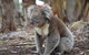 Western KI Caravan Park & Wildlife Reserve - thumb 38