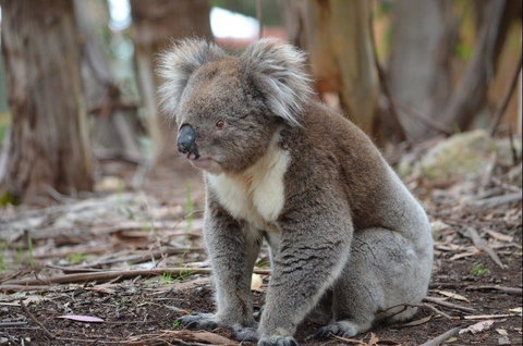 Western KI Caravan Park & Wildlife Reserve - e-Seniors 38